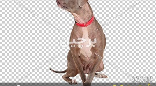 سگ پیت بول - پت مشاور