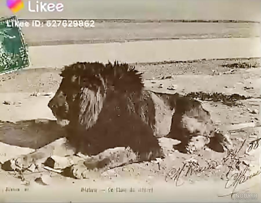 شیر ایرانی - ویکی‌پدیا، دانشنامهٔ آزاد
