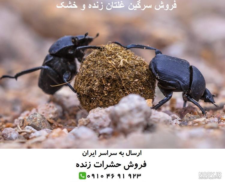 علائمی که نشان می دهد در خانه سوسک وجود دارد