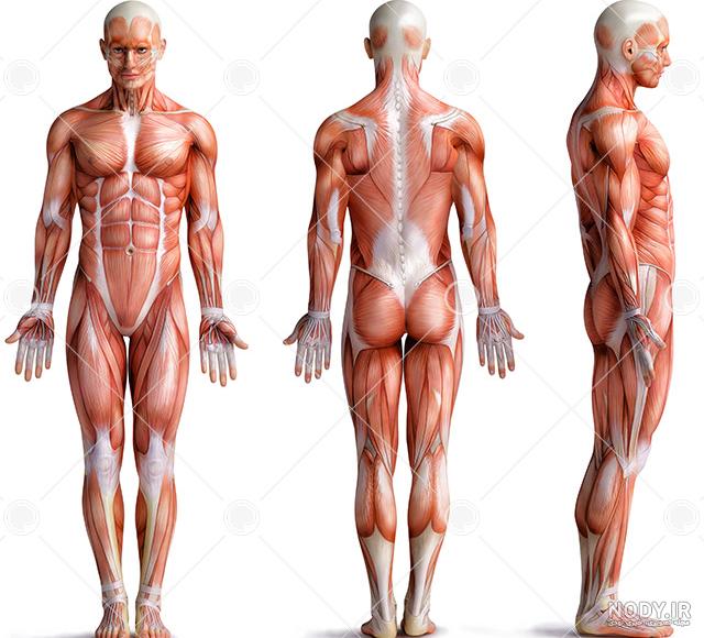 عکس آناتومی بدن - مسترگراف عکس آناتومی بدن - مسترگراف