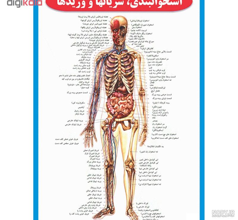عکس آناتومی ماهیچه بدن زن عکس آناتومی ماهیچه بدن زن