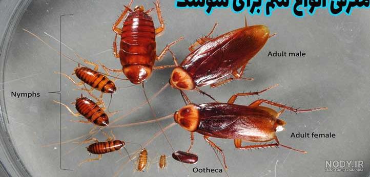 عکس از فضله سوسک - عکس نودی