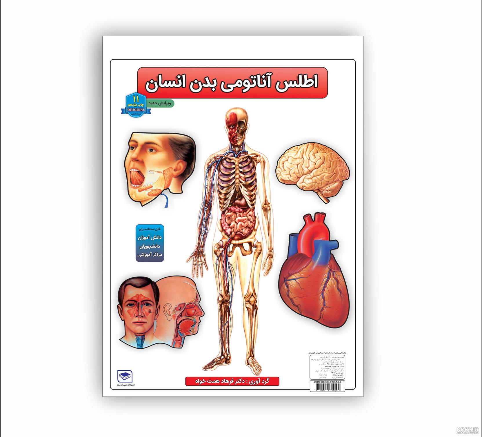 عکس باکیفیت آناتومی اعضای داخلی بدن انسان کد فایل 2233460 | طرح دات آی آر عکس باکیفیت آناتومی اعضای داخلی بدن انسان کد فایل 2233460 | طرح دات آی آر