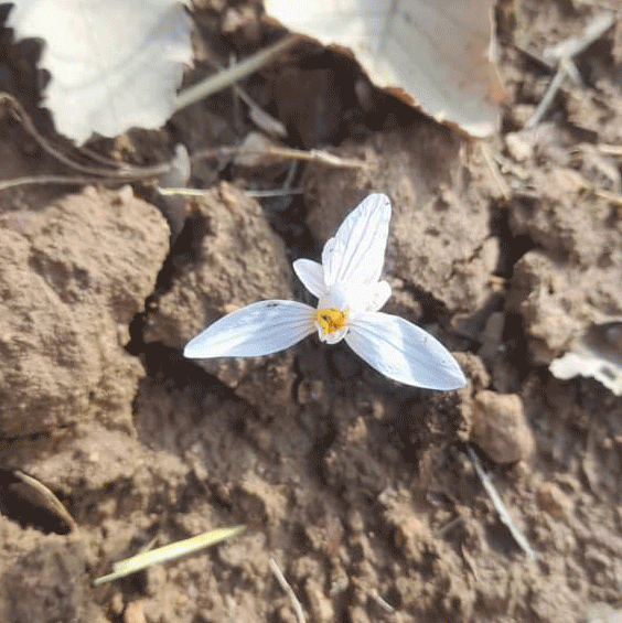 عکس) زعفران را برای اولین بار چه کسانی کاشتند؟