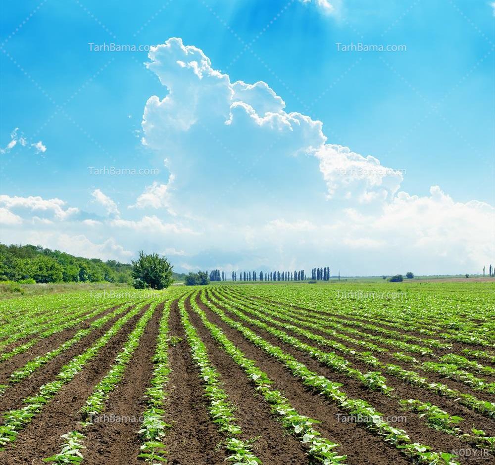 عکس زمین زراعی عکس زمین زراعی