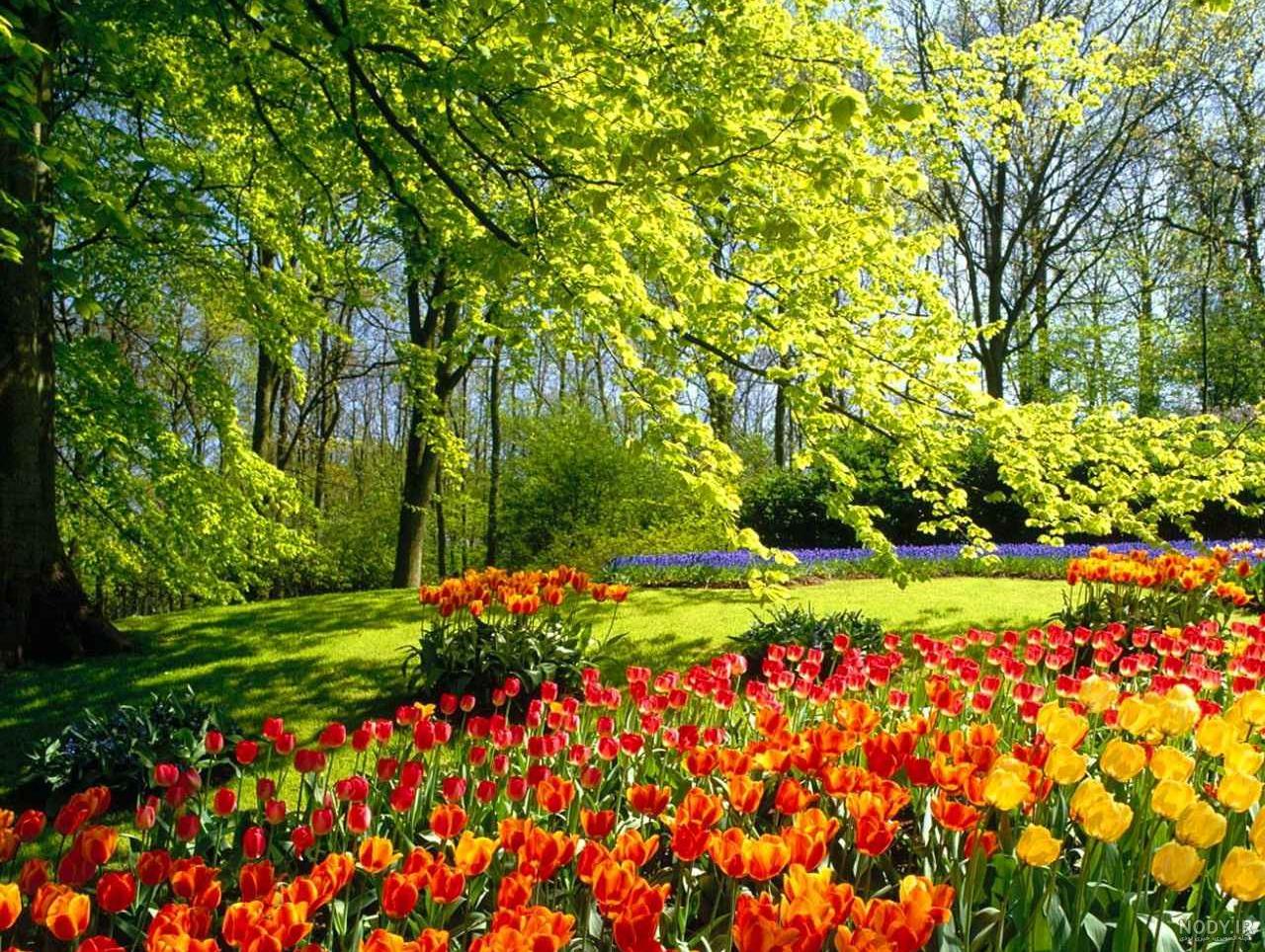 عکس های زیبا گل رز