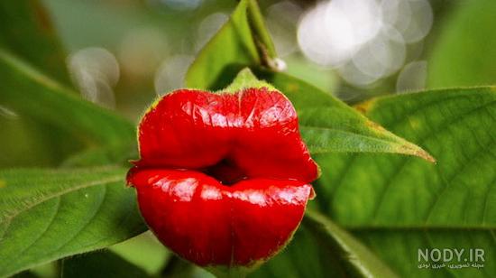 عکس های زیبا گلزار