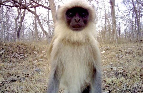 عکس سلفی به حیوانات هم رسید - خبرآنلاین عکس سلفی به حیوانات هم رسید - خبرآنلاین
