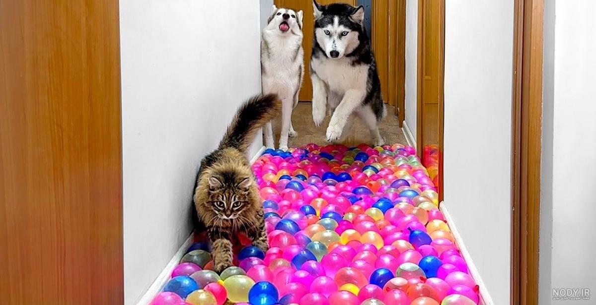 عکس سگ کیوت1/2💕🐕] - تستچی