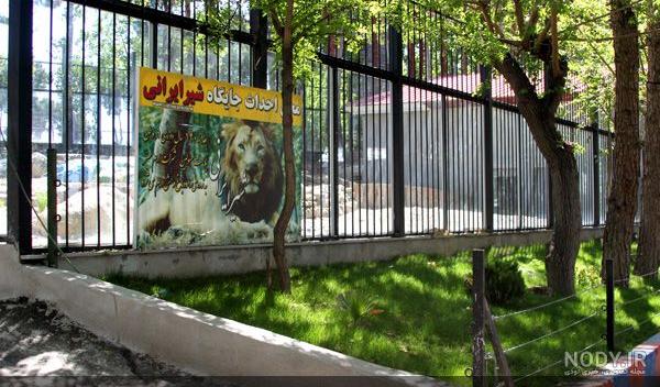 عکس شیر ایرانی واقعی عکس شیر ایرانی واقعی