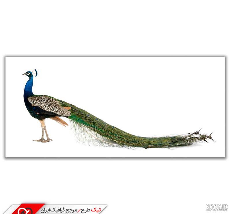 عکس طاووس با کاغذ رنگی - عکس نودی