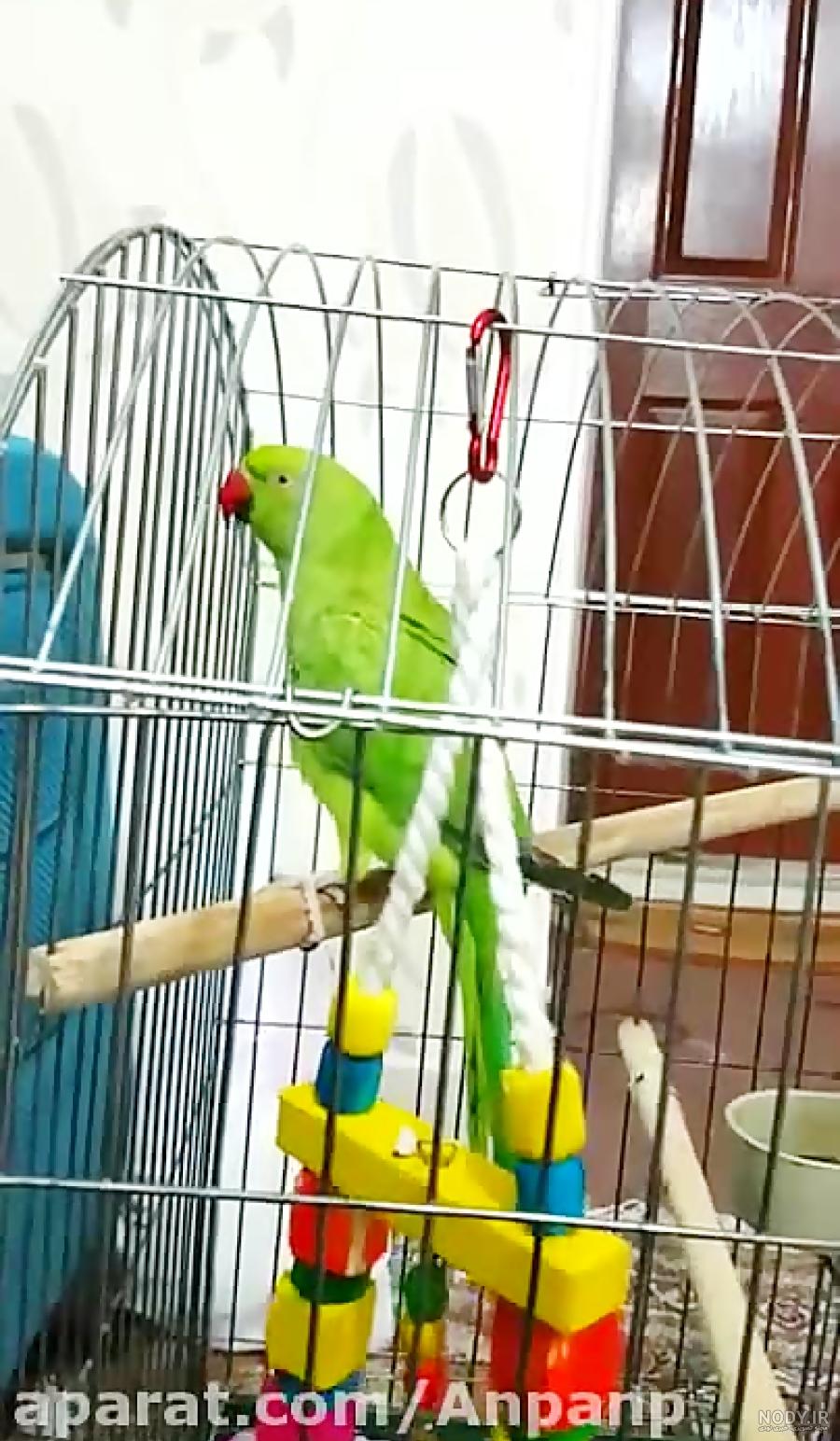 عکس طوطی ملنگو ماده