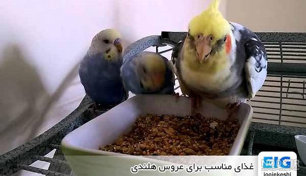 عکس عروس هلندی تازه دونخور شده عکس عروس هلندی تازه دونخور شده