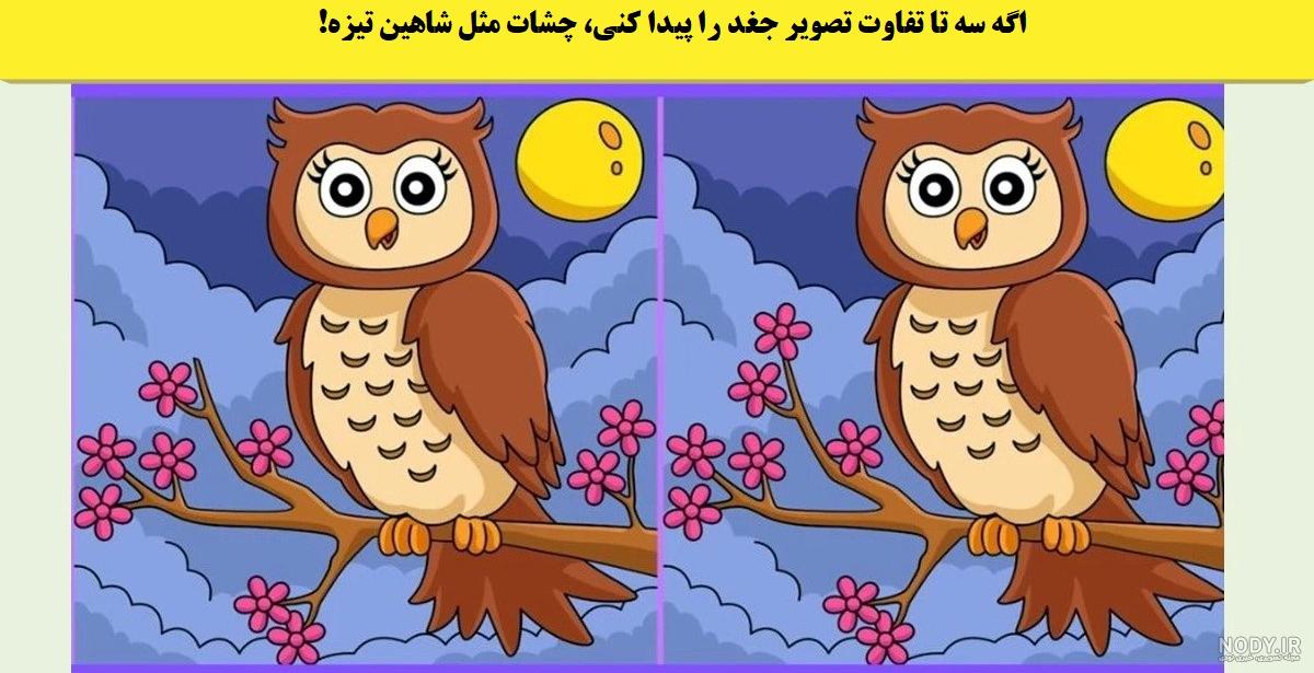 عکس عقاب شاهین عکس عقاب شاهین
