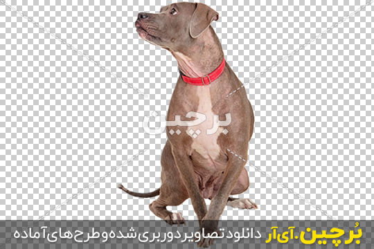 عکس های عکس سگ پیت بول