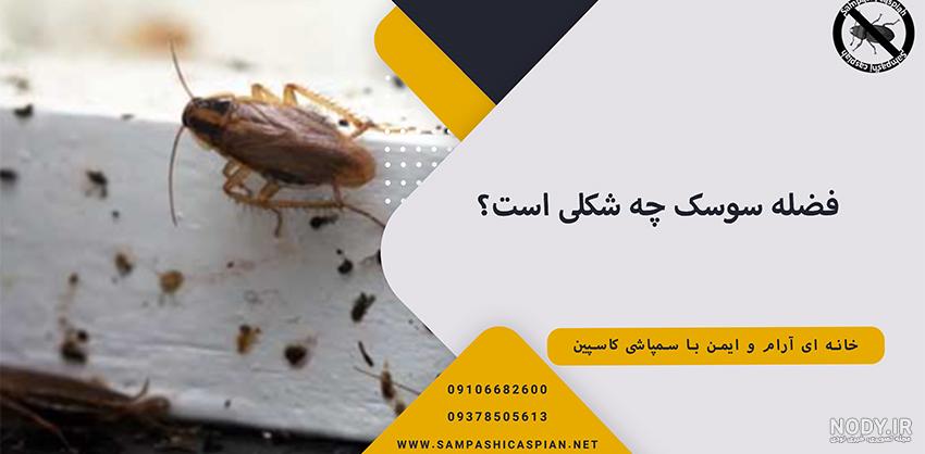 عکس فضله موش