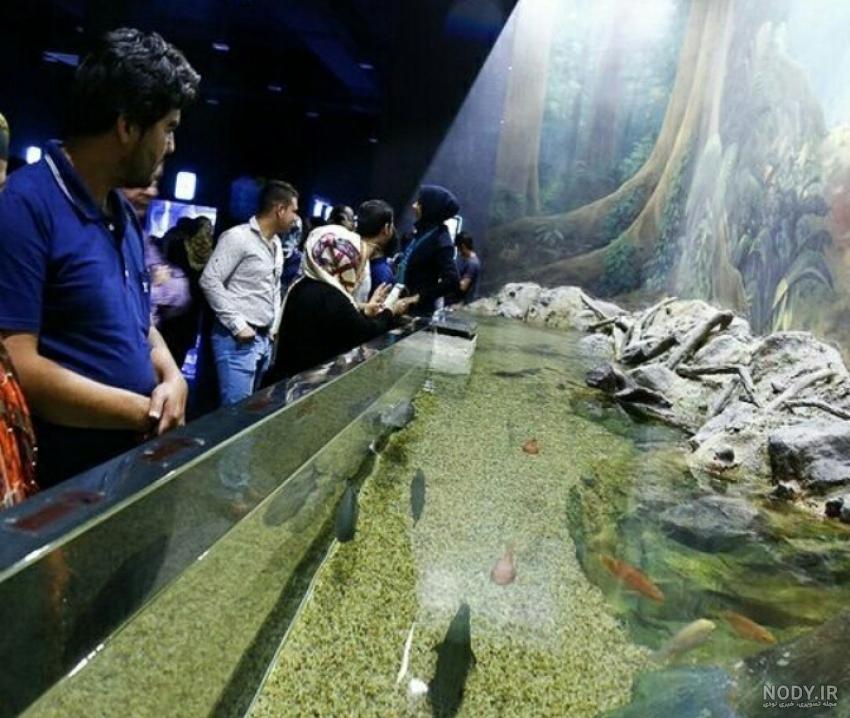 عکس ماهی آکواریومی از نزدیک 1046110