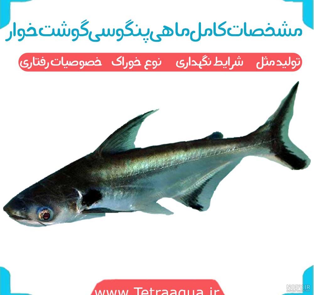 عکس کوسه ماهی آکواریومی