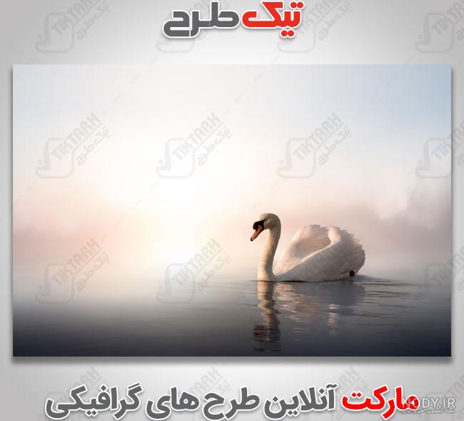 عکس گرافیکی قو | تیک طرح مرجع گرافیک ایران عکس گرافیکی قو | تیک طرح مرجع گرافیک ایران