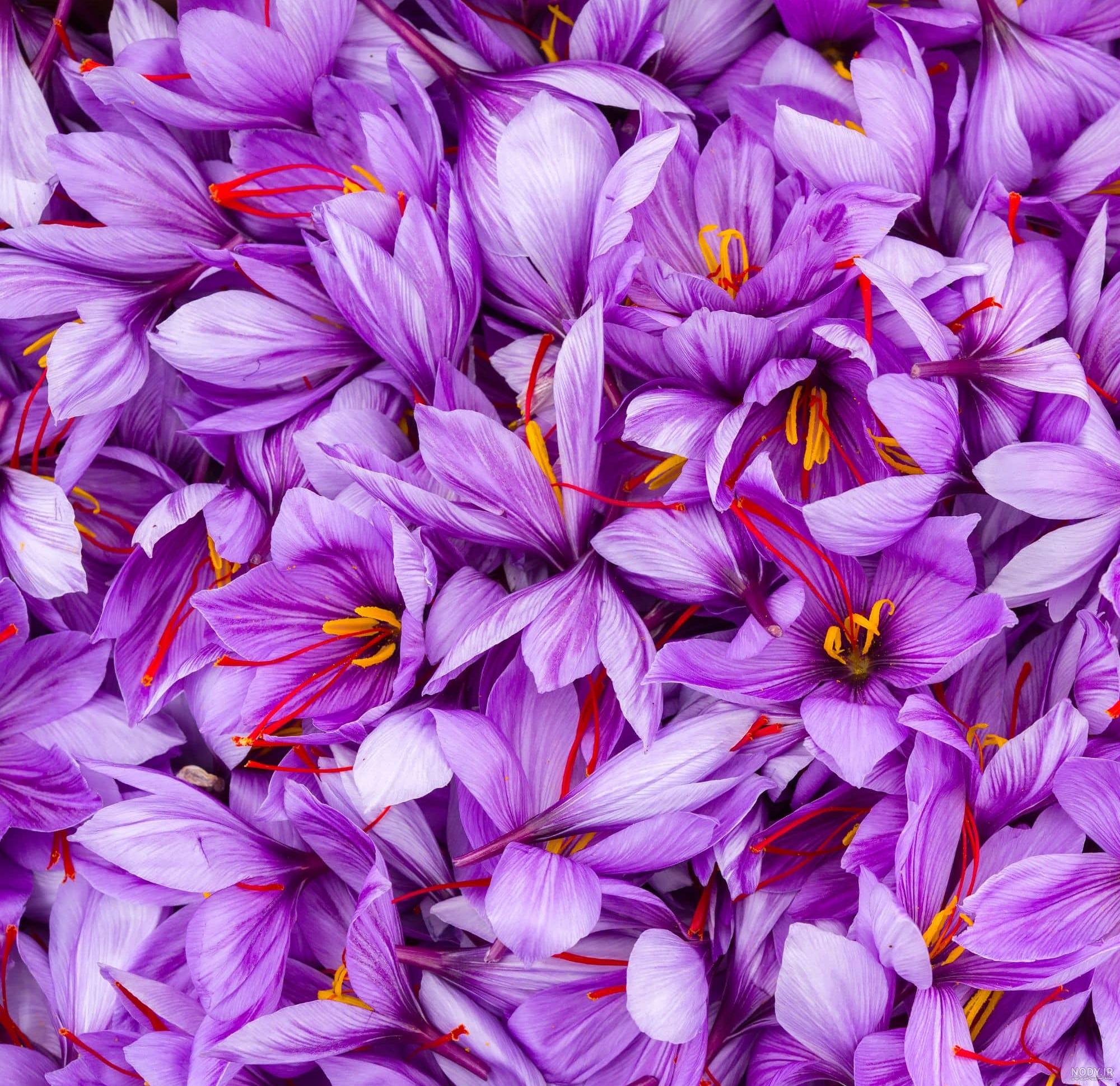 عکس گل زعفران کوهی