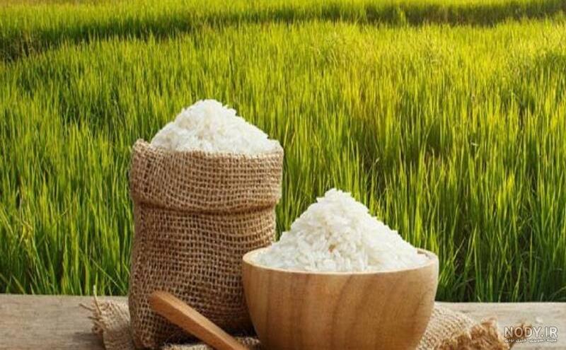عکس گندم جو برنج ۱۴۰۰ - عکس نودی عکس گندم جو برنج ۱۴۰۰ - عکس نودی