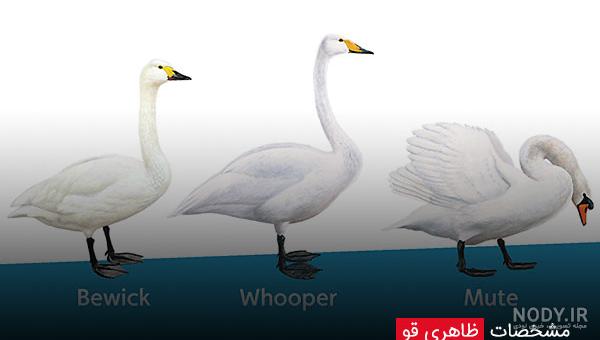 فردا - سفر به شهر ساحلی متل قو - صاحب‌خبر