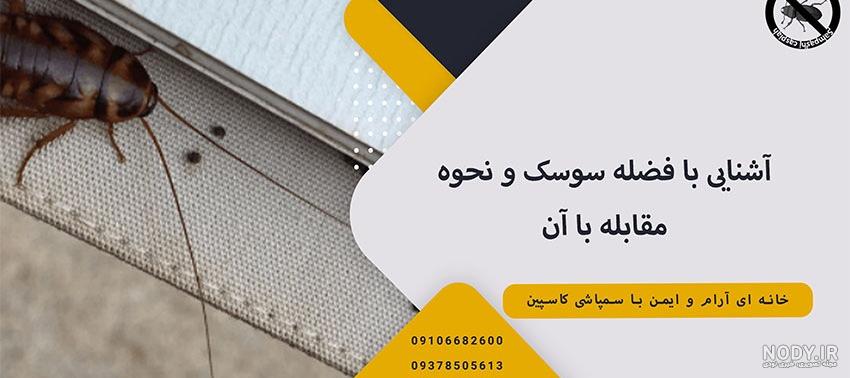 فضله سوسک| شبیه فلفل سیاه| شکل فضله| بیماری سوسک - کمپوست ساز خانگی هیومُس