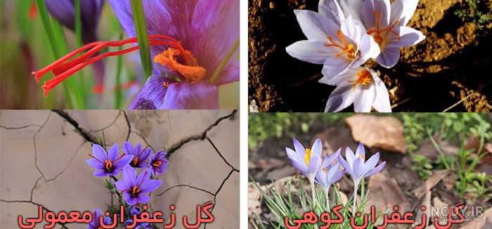 فواید جو قاسم یا زعفران وحشی چیست؟