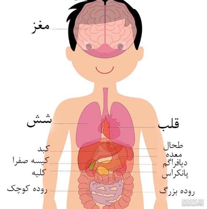 فیلم اعضای داخلی بدن انسان【 آناتومی کامل 】✚ سه بعدی !!! فیلم اعضای داخلی بدن انسان【 آناتومی کامل 】✚ سه بعدی !!!