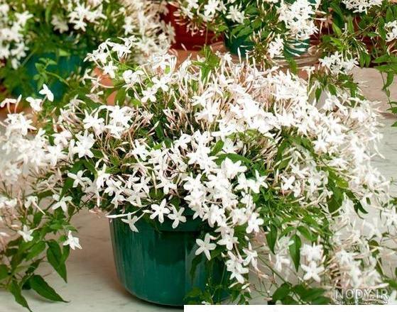 قیمت و خرید گل یاس رازقی (عربی )عمامه ای بسیار معطر سایز متوسط قیمت و خرید گل یاس رازقی (عربی )عمامه ای بسیار معطر سایز متوسط