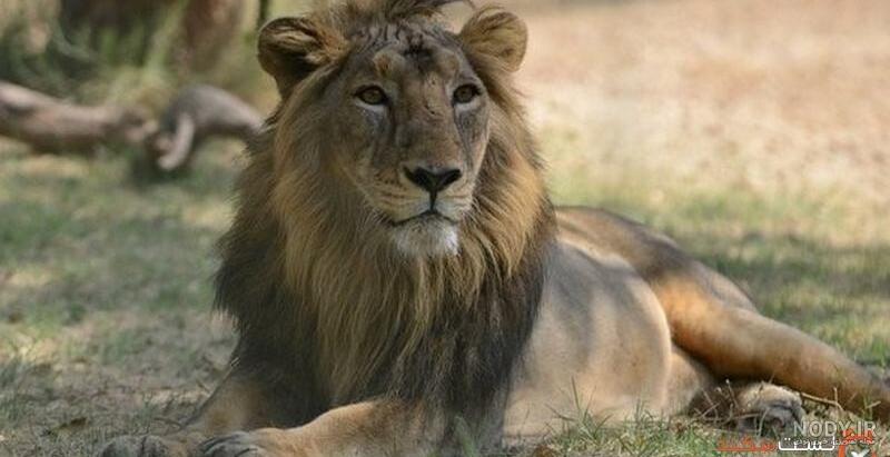 مشرق نیوز - عکس/«هیرمان»تنها شیر ایرانی درمان شد مشرق نیوز - عکس/«هیرمان»تنها شیر ایرانی درمان شد