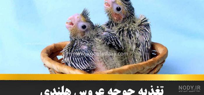 معرفی انواع نژاد های عروس هلندی همراه با تصویر و جزئیات - فروشگاه اینترنتی اندیشه سبز معرفی انواع نژاد های عروس هلندی همراه با تصویر و جزئیات - فروشگاه اینترنتی اندیشه سبز