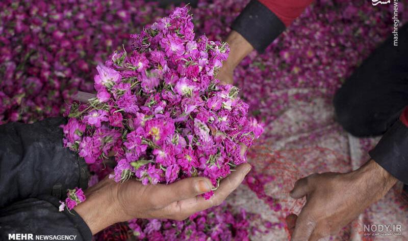 معرفی عطرهای خنک و گل‌ دار با رایحه‌ ای رویایی برای خانم‌ ها - ریحا