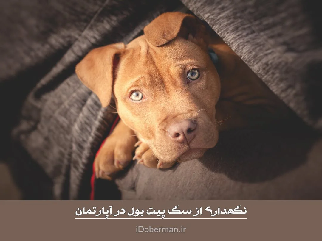 معرفی نژاد سگ پیت بول - مجله پتیران