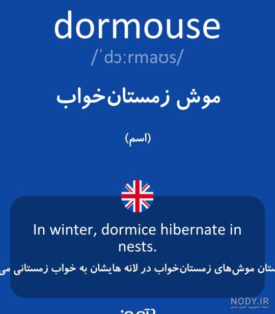 موش زمستان خواب کویر به همراه عکس و تغذیه این حیوان - Happypet موش زمستان خواب کویر به همراه عکس و تغذیه این حیوان - Happypet