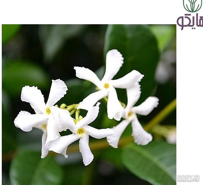 نازی گل | درخچه عربی جاسمین نازی گل | درخچه عربی جاسمین