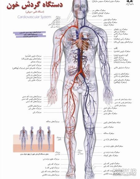 همه چیز درباره دستگاه تناسلی زنان+عکس | دستگاه تناسلی زنان | آناتومی آلت تناسلی زنان همه چیز درباره دستگاه تناسلی زنان+عکس | دستگاه تناسلی زنان | آناتومی آلت تناسلی زنان