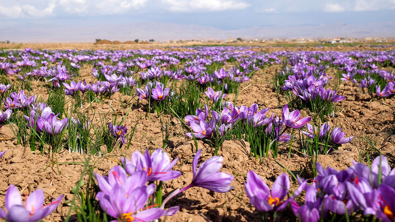 کشت زعفران|گل زعفران|گرانترین ادویه جهان|صادرکنندگان زعفران