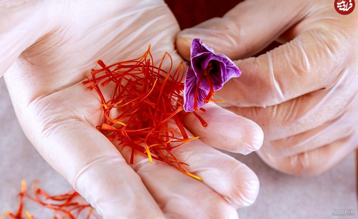 گلبرگ زعفران؛ 0 تا 100 طلای بنفش و رازهای تازه کشف شده آن
