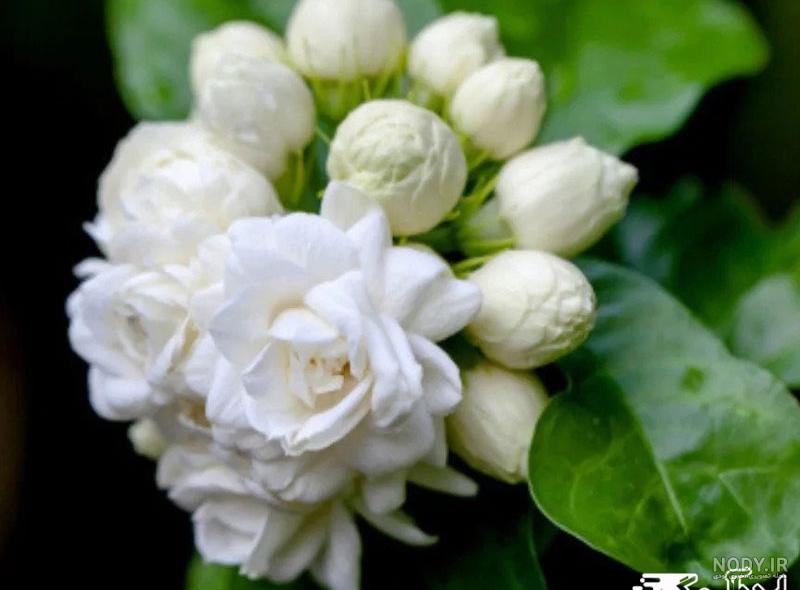یاس رازقی (یاس عربی) – Arabian Jasmine – باغبون | فروشگاه و مرجع تخصصی گل و گیاه خانگی و فضای سبز شهری یاس رازقی (یاس عربی) – Arabian Jasmine – باغبون | فروشگاه و مرجع تخصصی گل و گیاه خانگی و فضای سبز شهری