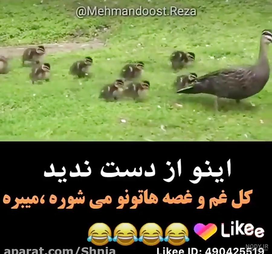 دوبله طنز جوجه اردک ها