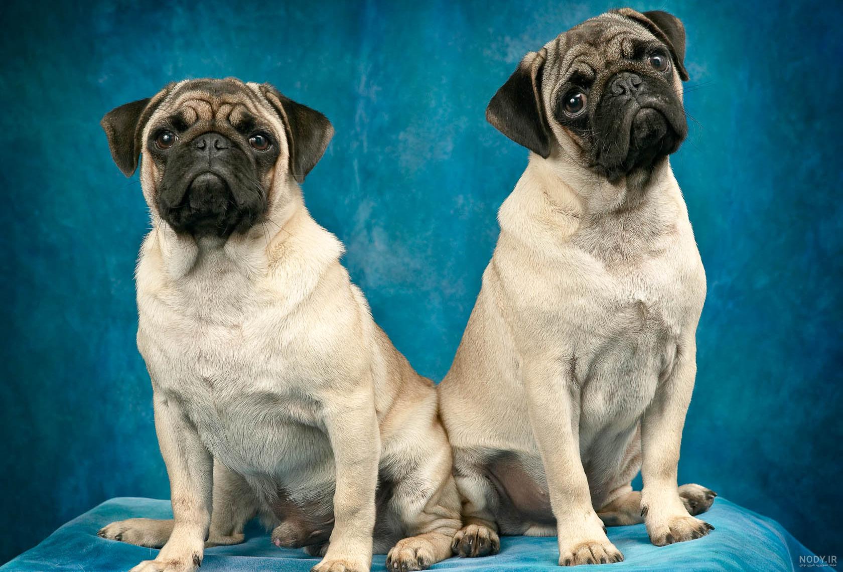 سگ پاگ (PUG) ❤️ + معرفی کامل ✔️ + قیمت پاگ ۱۴۰۱ | وی آی پت سگ پاگ (PUG) ❤️ + معرفی کامل ✔️ + قیمت پاگ ۱۴۰۱ | وی آی پت