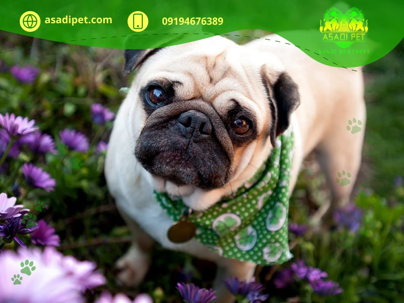 سگ پاگ (PUG) ❤️ + معرفی کامل ✔️ + قیمت پاگ ۱۴۰۱ | وی آی پت سگ پاگ (PUG) ❤️ + معرفی کامل ✔️ + قیمت پاگ ۱۴۰۱ | وی آی پت