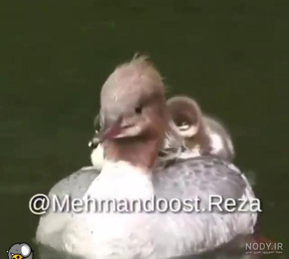 سگی که به خاطر چهره خنده‌دارش ستاره اینستاگرام شده (+عکس)