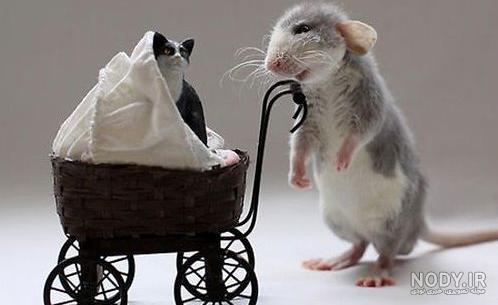 عکس های بامزه و دیدنی از موش ها عکس های بامزه و دیدنی از موش ها