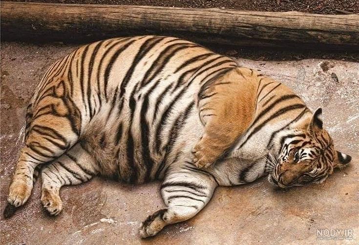 عکس توله ببر خوشگل و بانمک tiger kid wallpaper عکس توله ببر خوشگل و بانمک tiger kid wallpaper