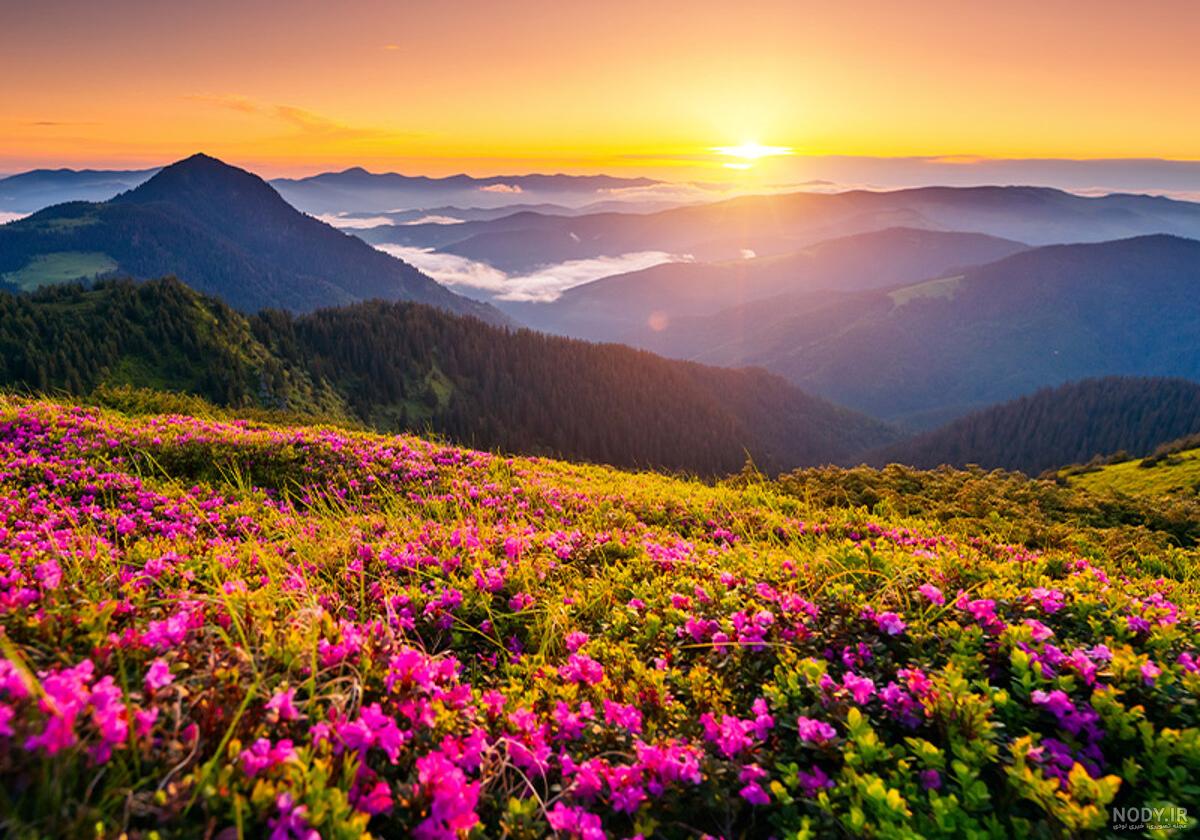 عکس جدید از طبیعت