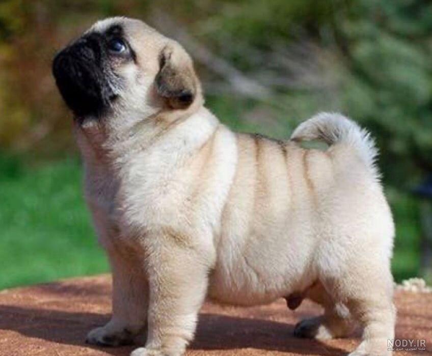 عکس و خصوصیات سگ پاگ pug​
