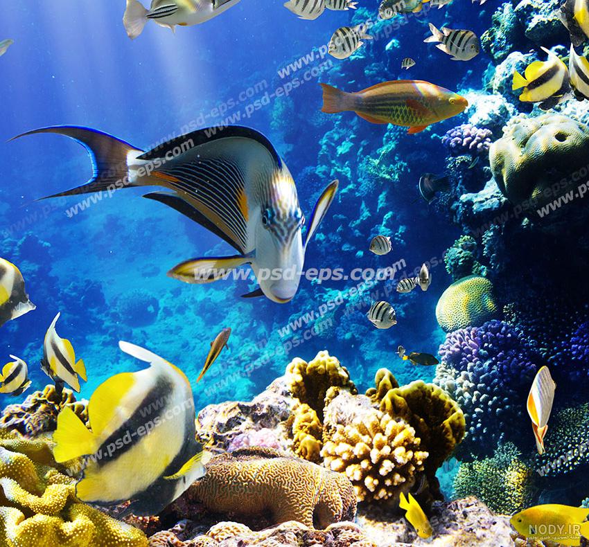 عکس دریا ماهی