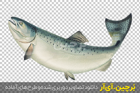 عکس دریا ماهی